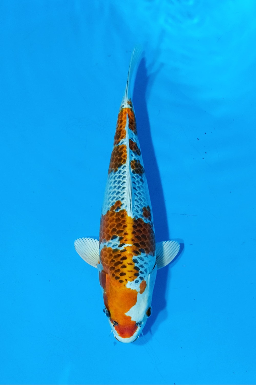 Juara 1