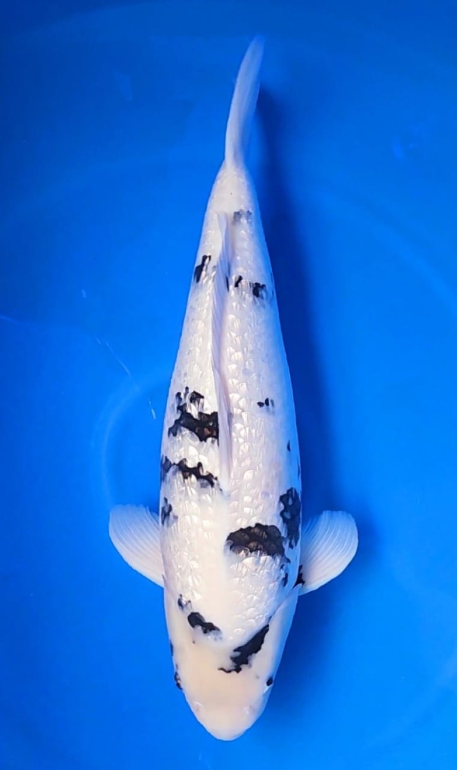 Juara 1