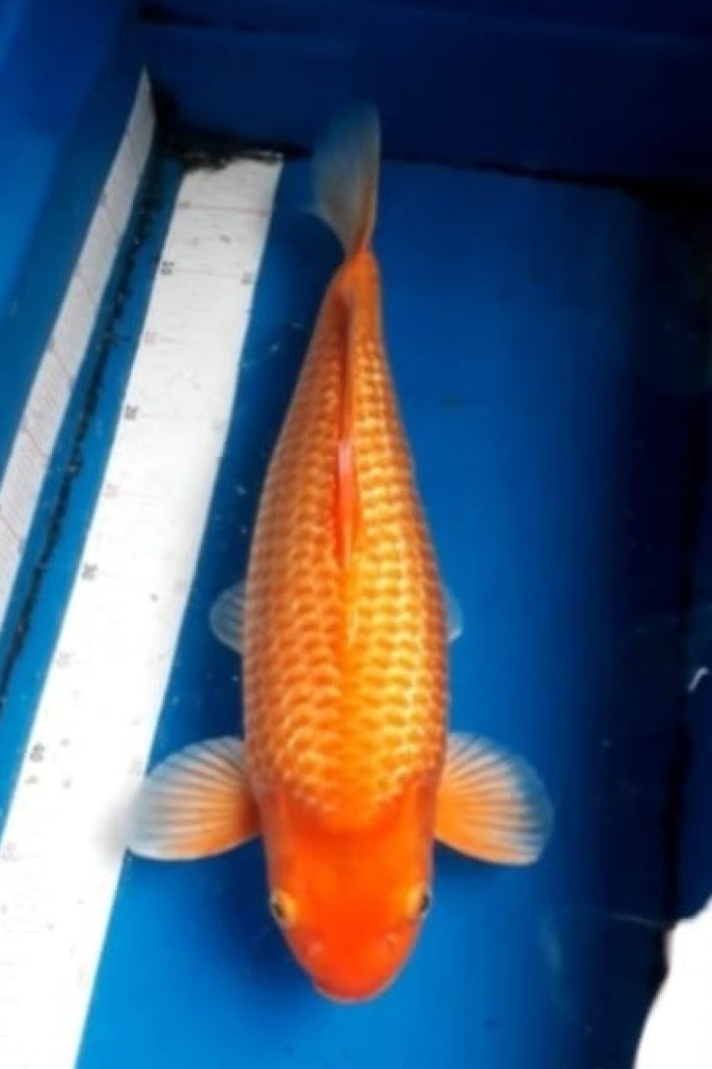 E. Kamboja Prize, 46 - 50 cm