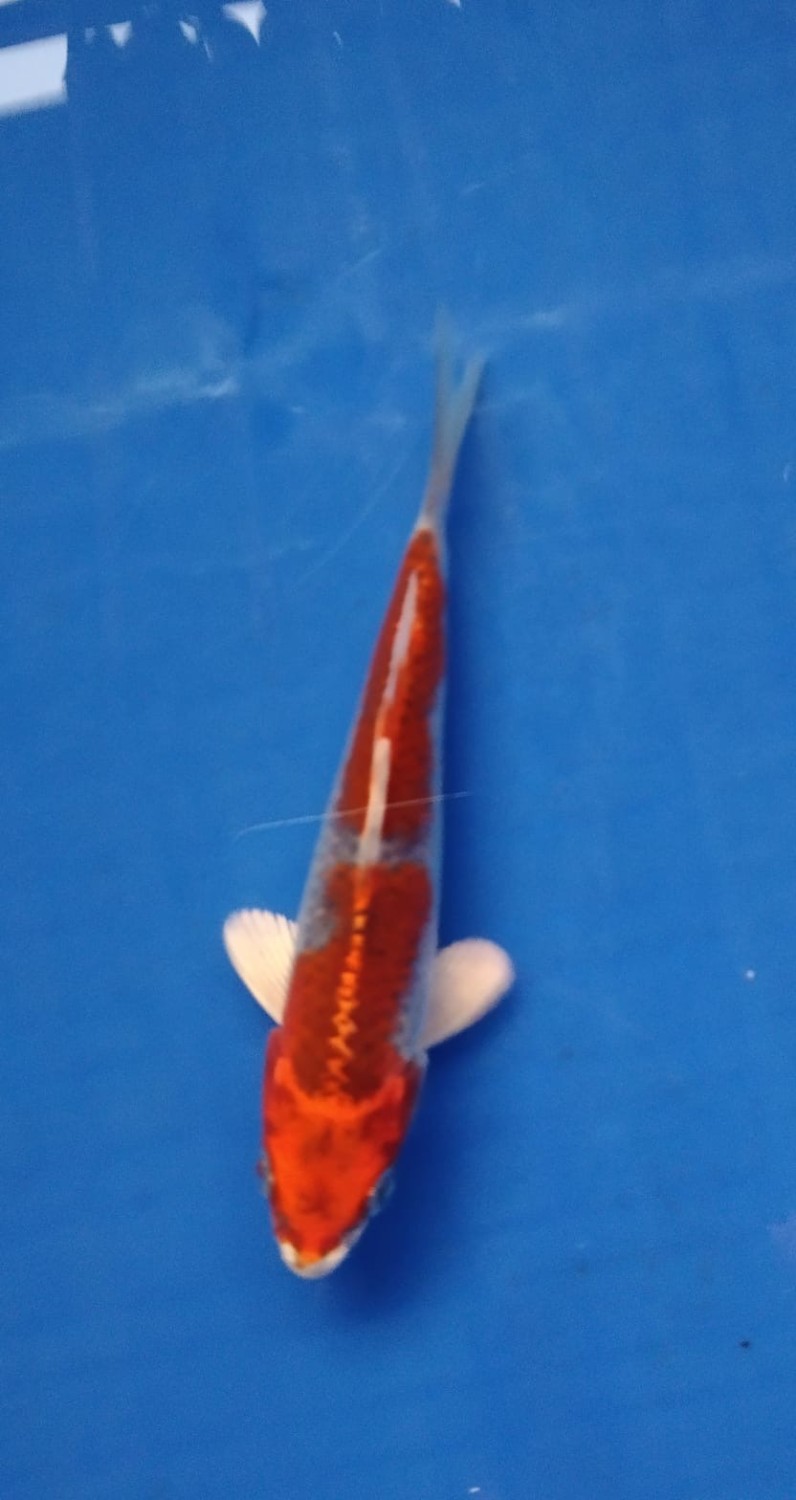 Juara 4
