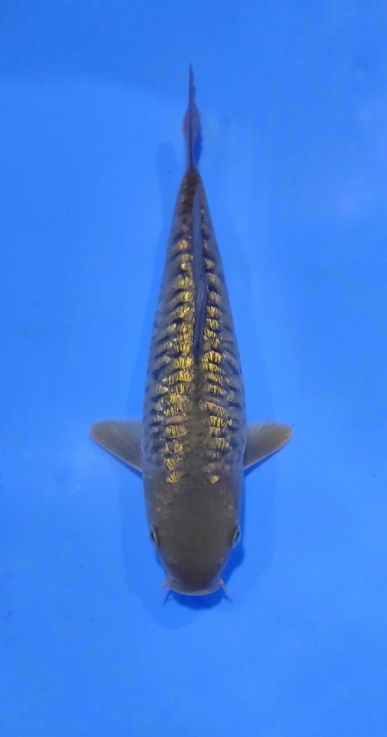 F. Aragoke Baby Champion