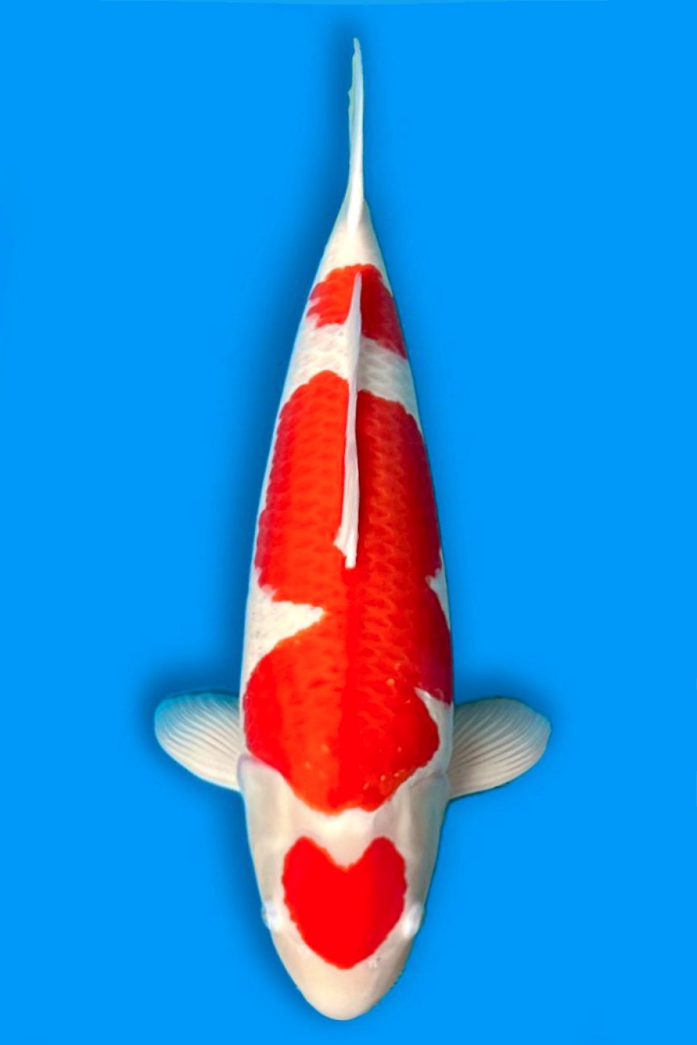 Juara 5