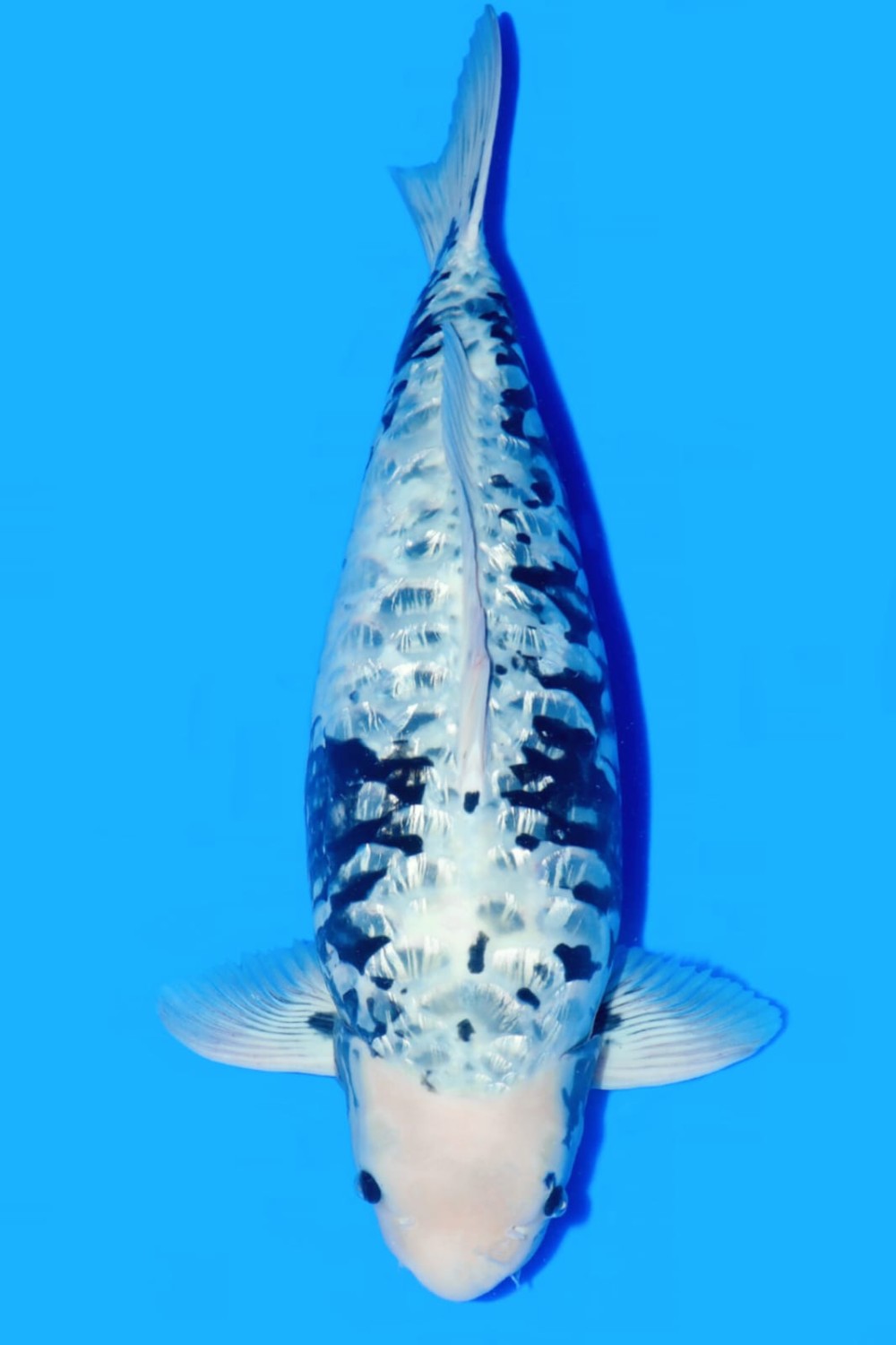 Juara 1