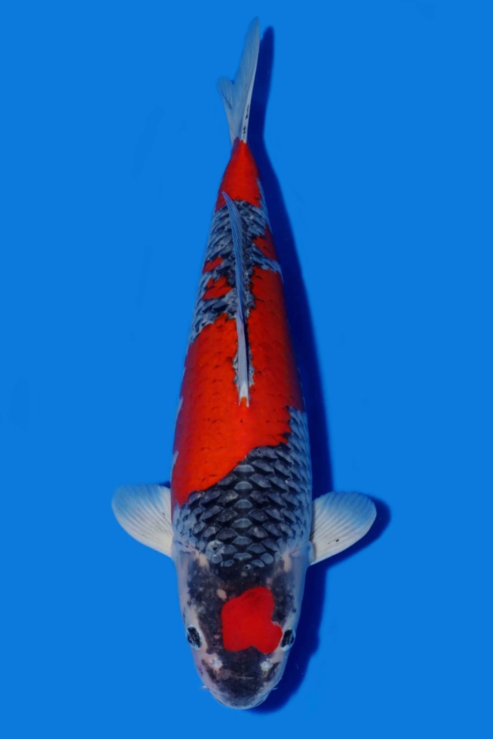 Juara 2
