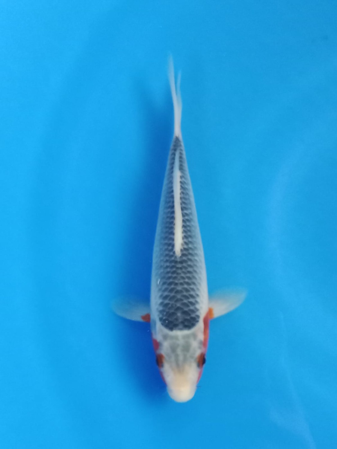Juara 1