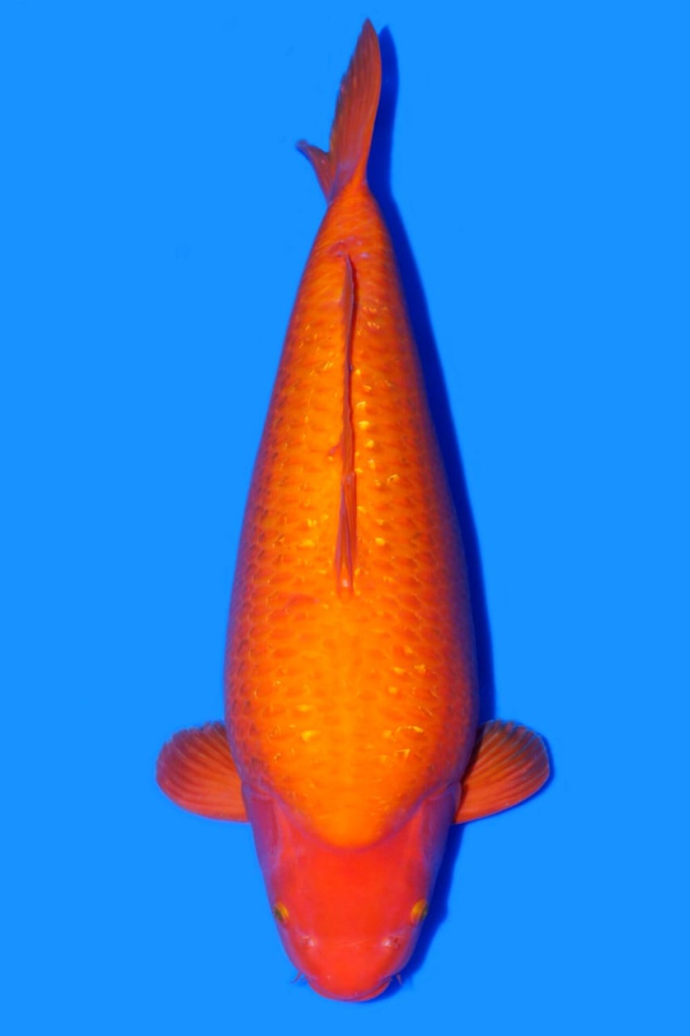 Juara 4