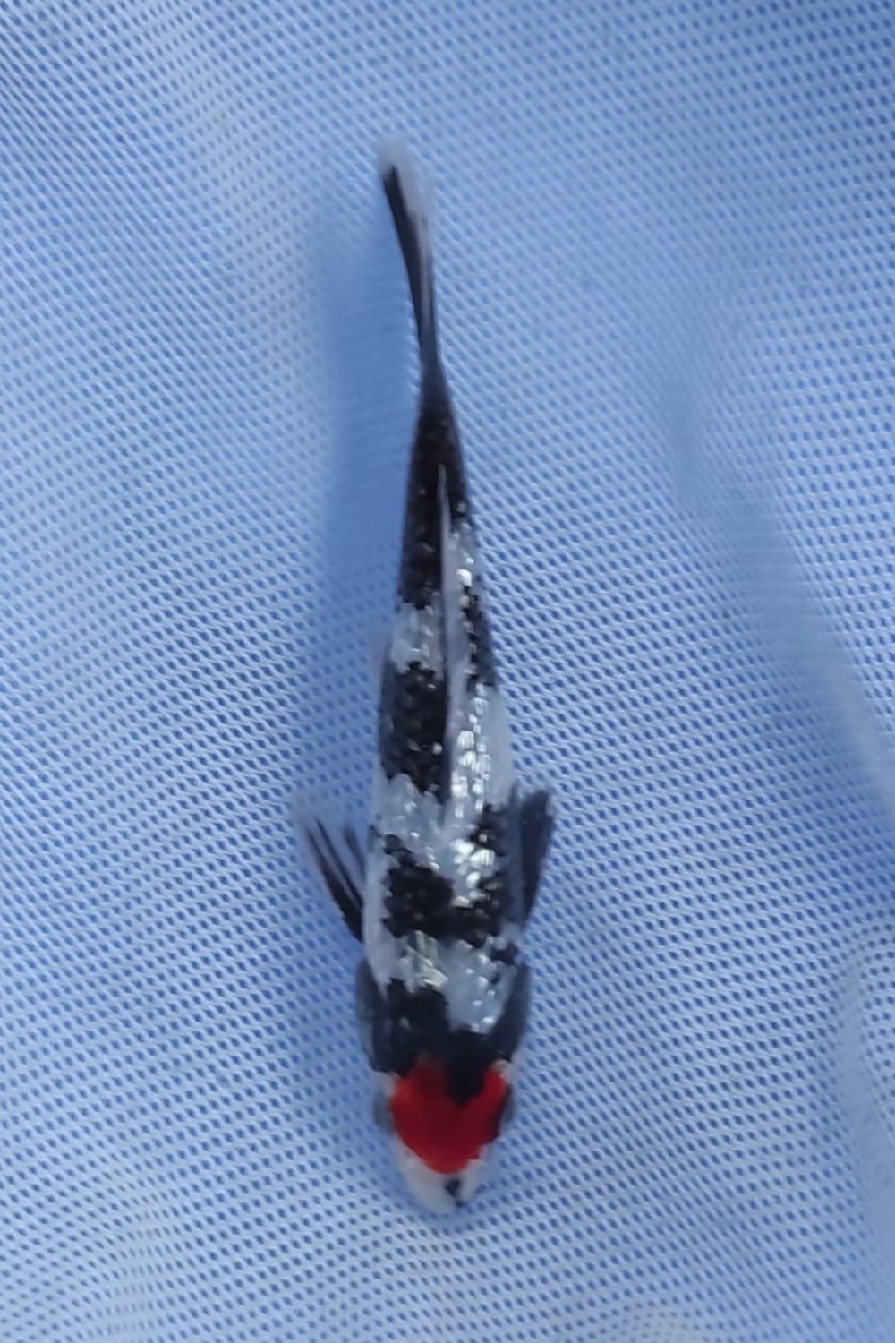 Juara 2