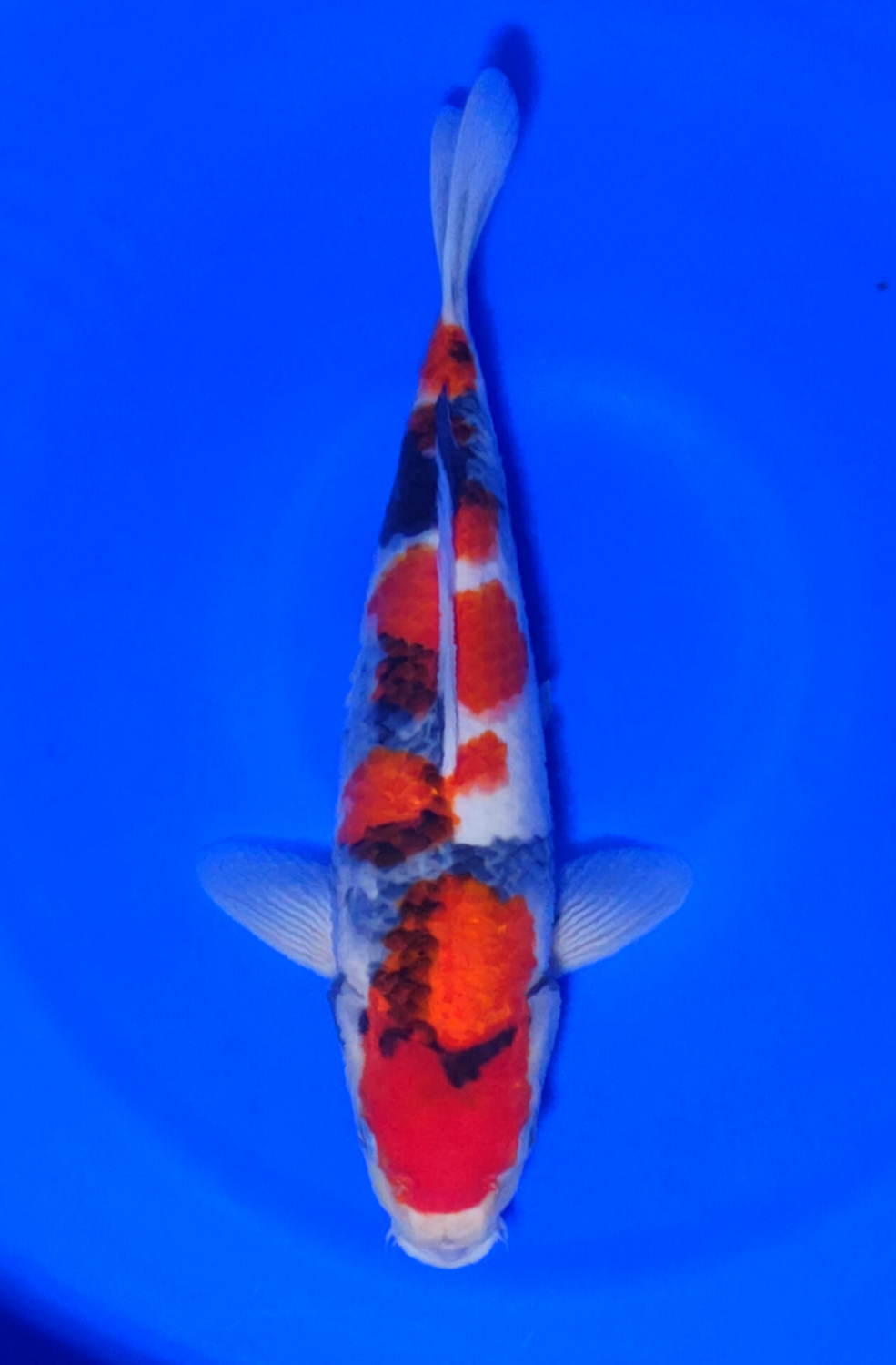 Juara 2