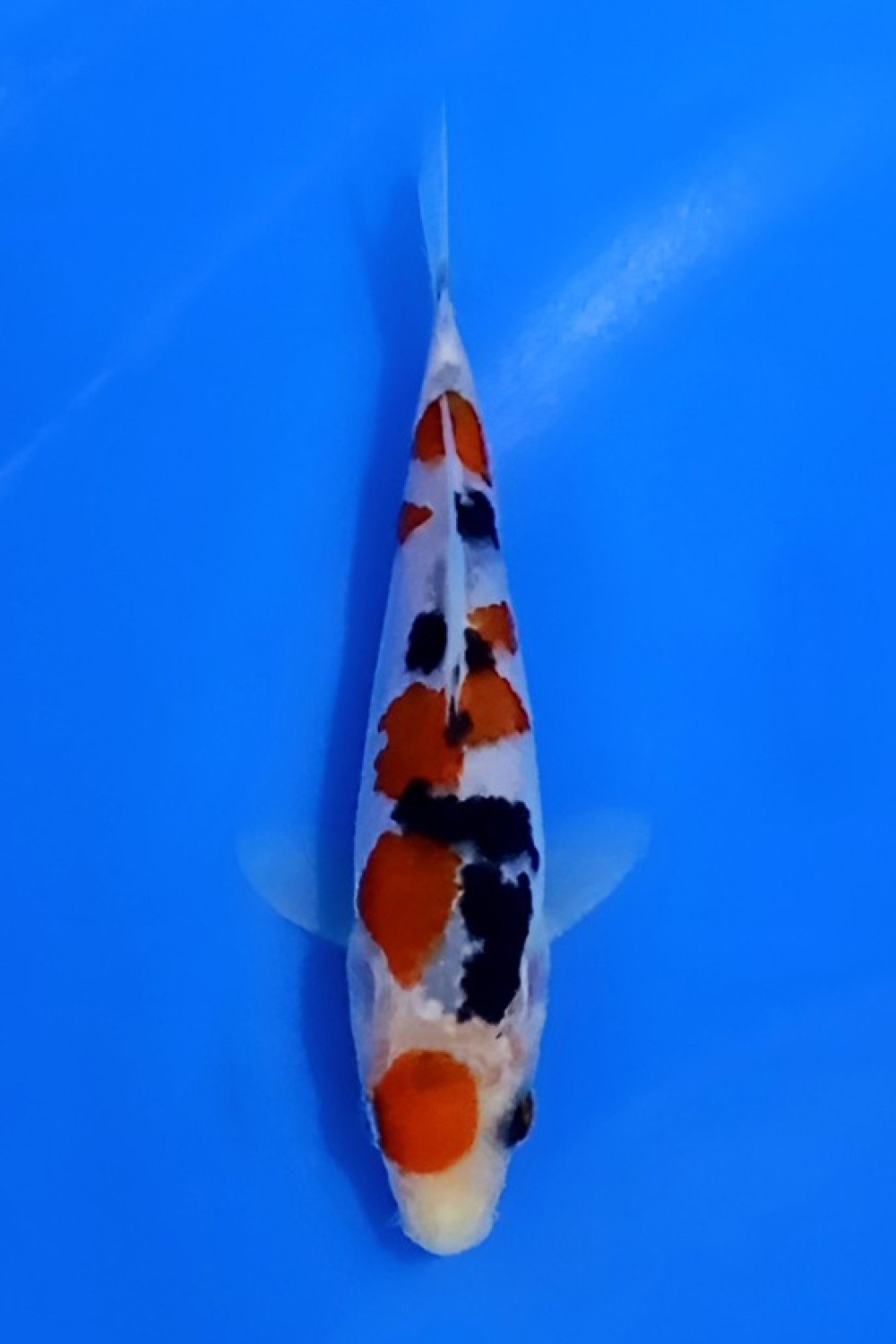 Juara 3