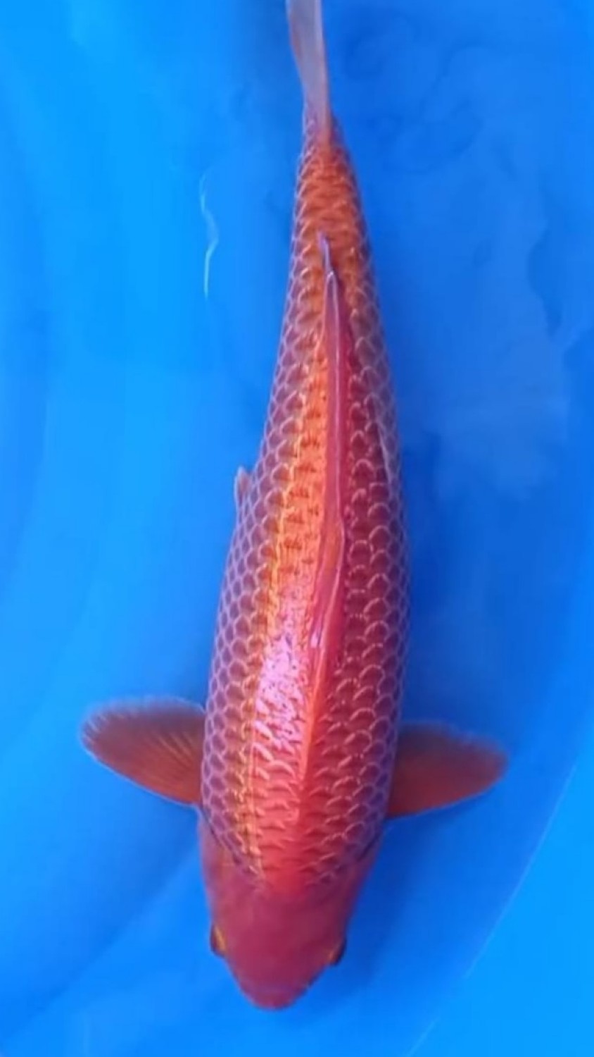 Juara 5