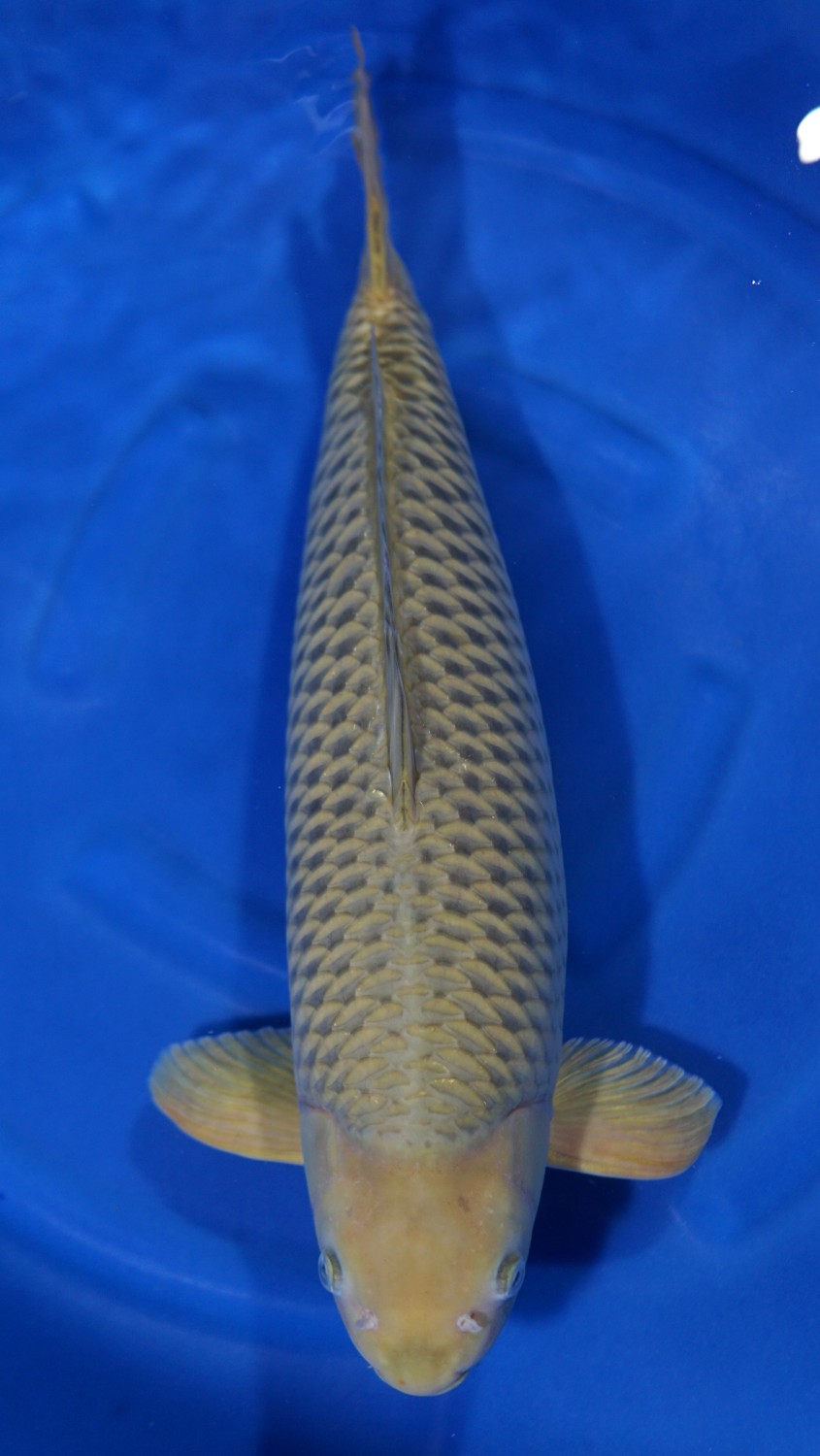 Juara 4