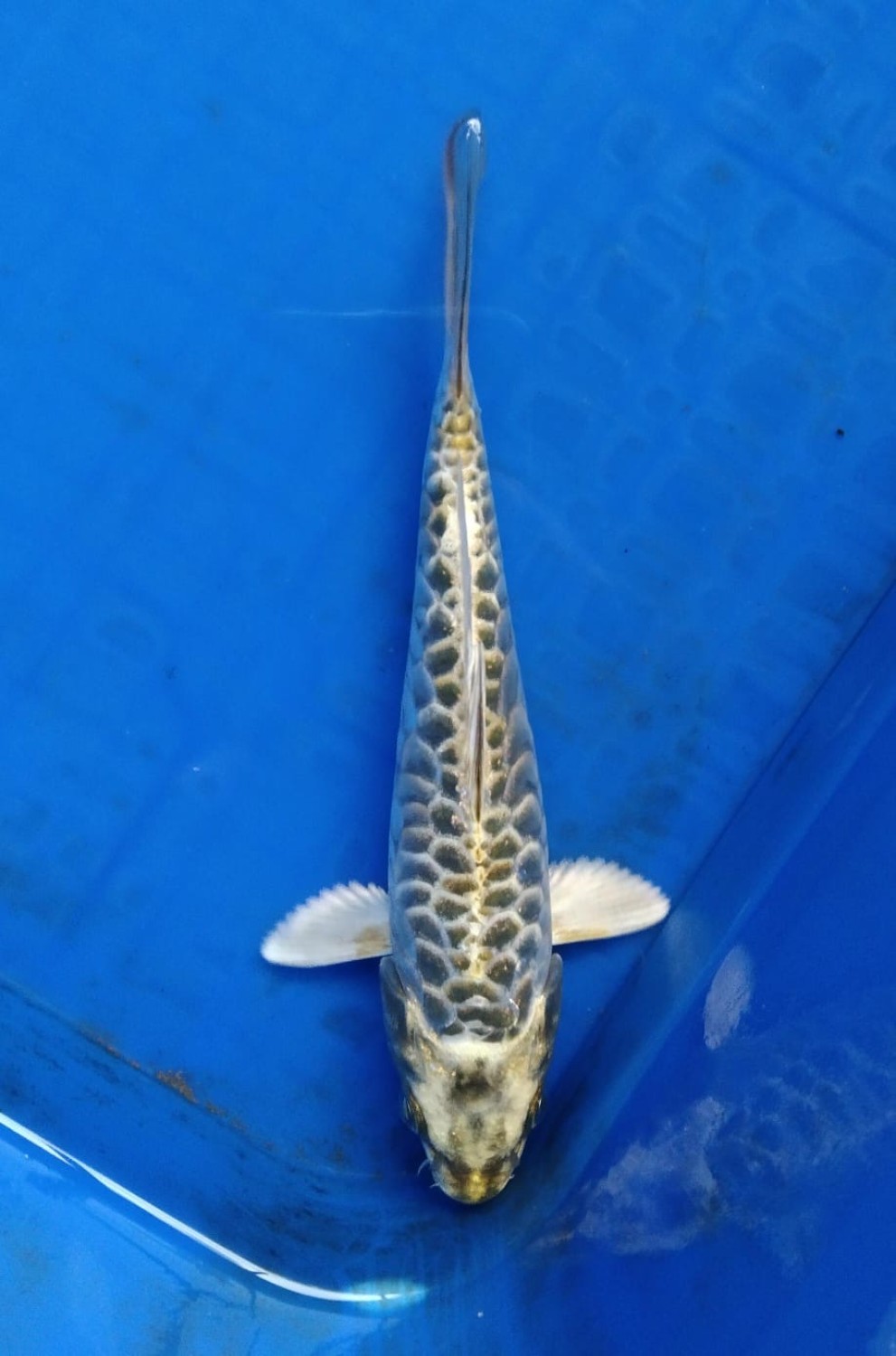 F. Aragoke Mini Champion