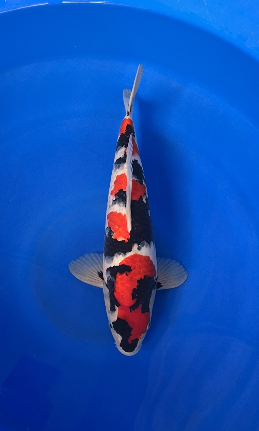 A. Junior Champion