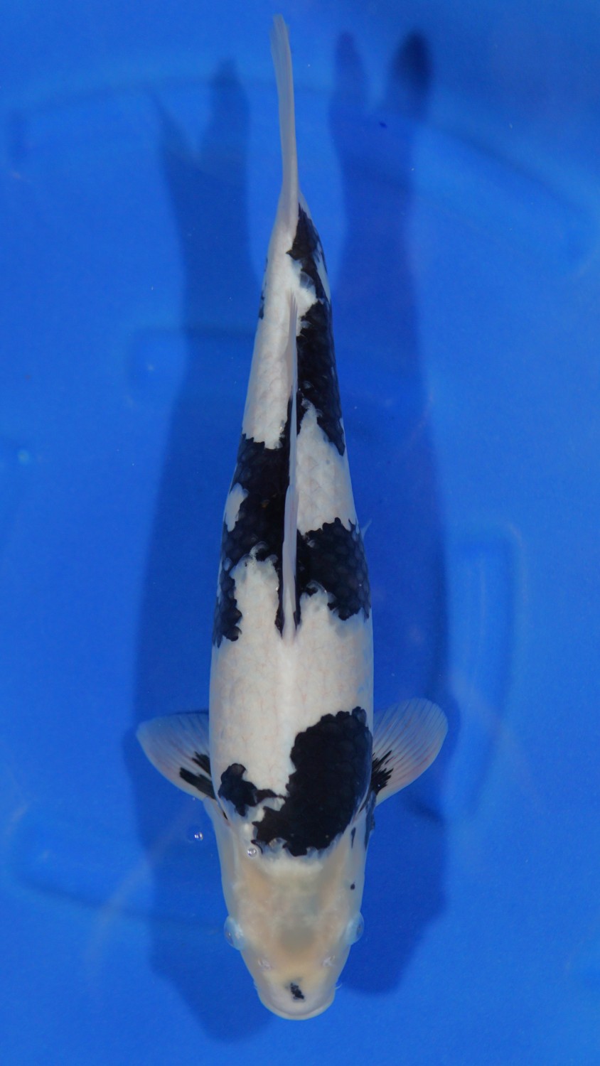 Juara 4