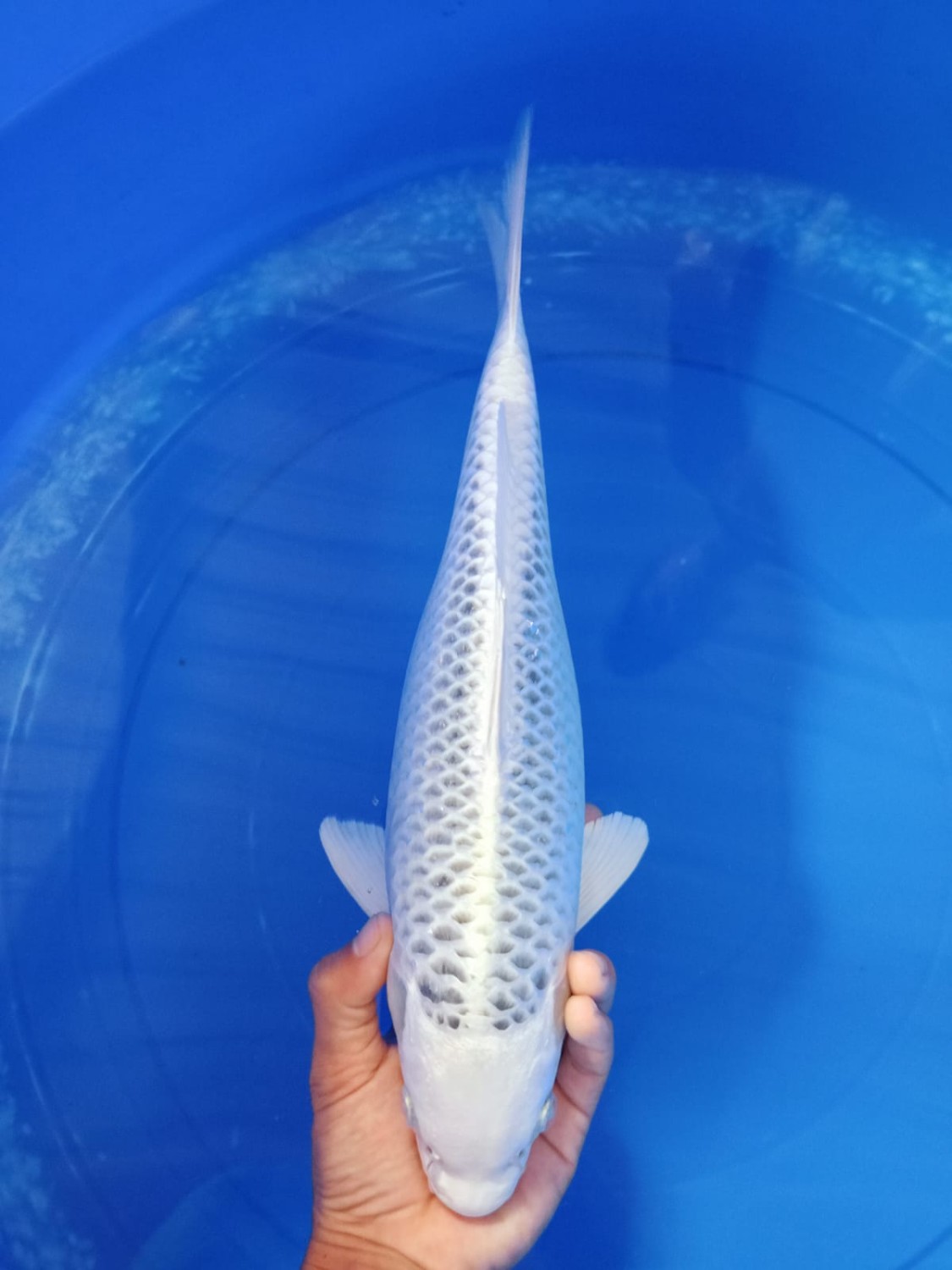 Juara 2