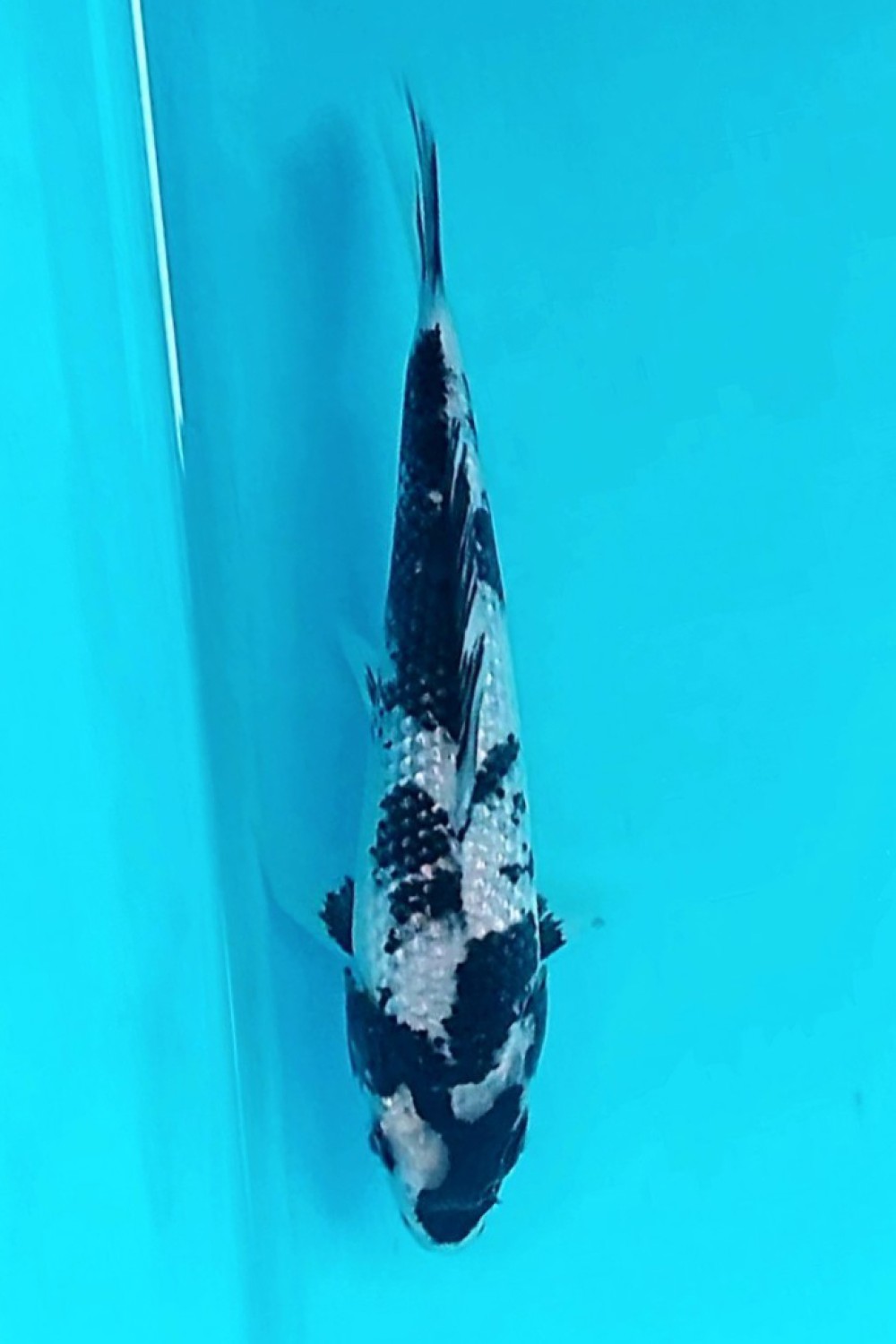 Juara 3