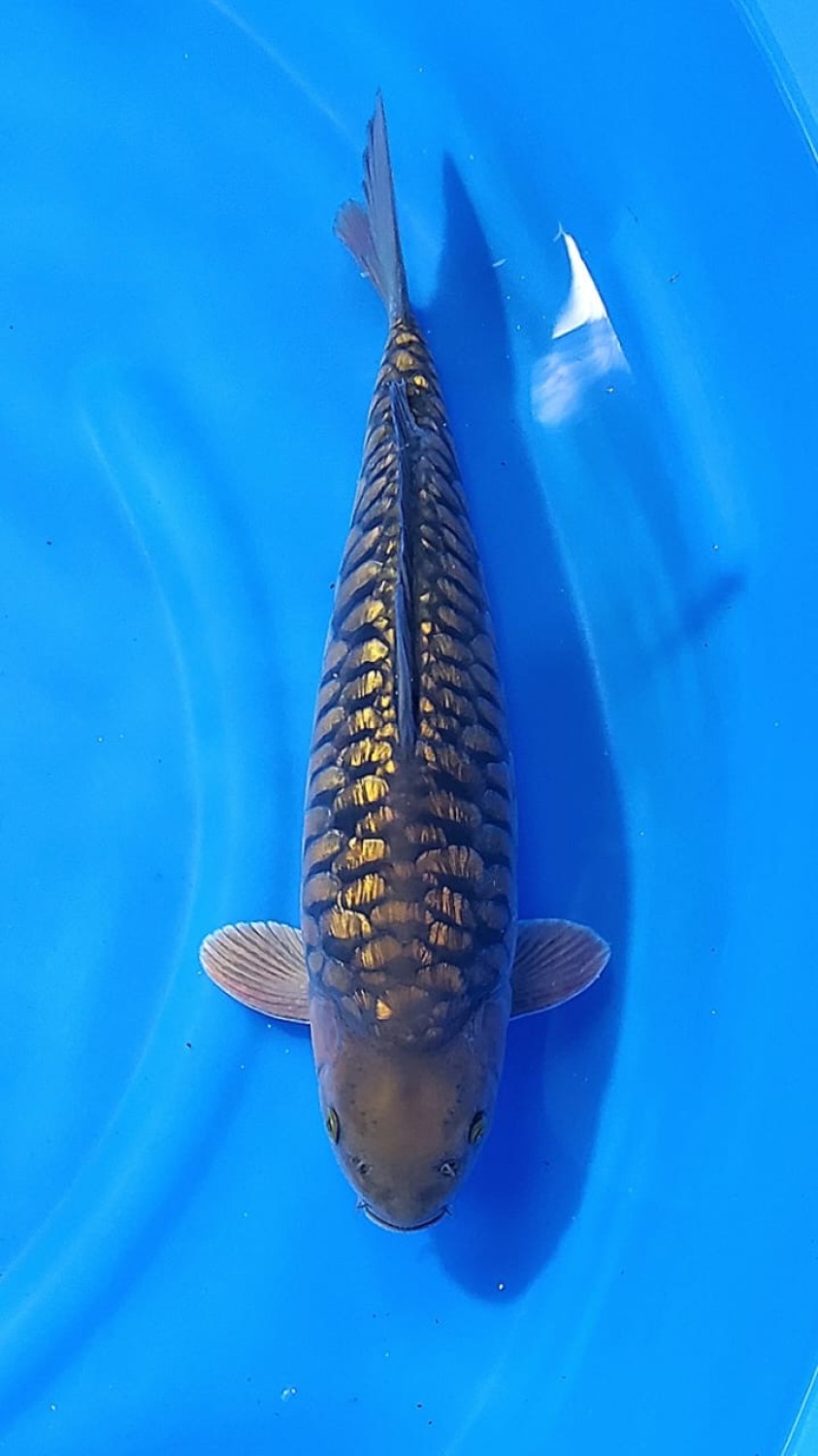 Juara 1
