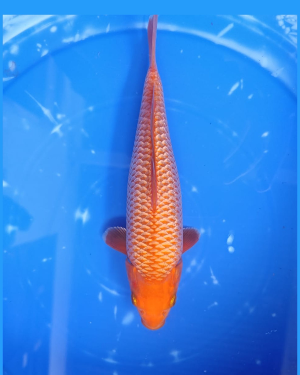 Juara 1