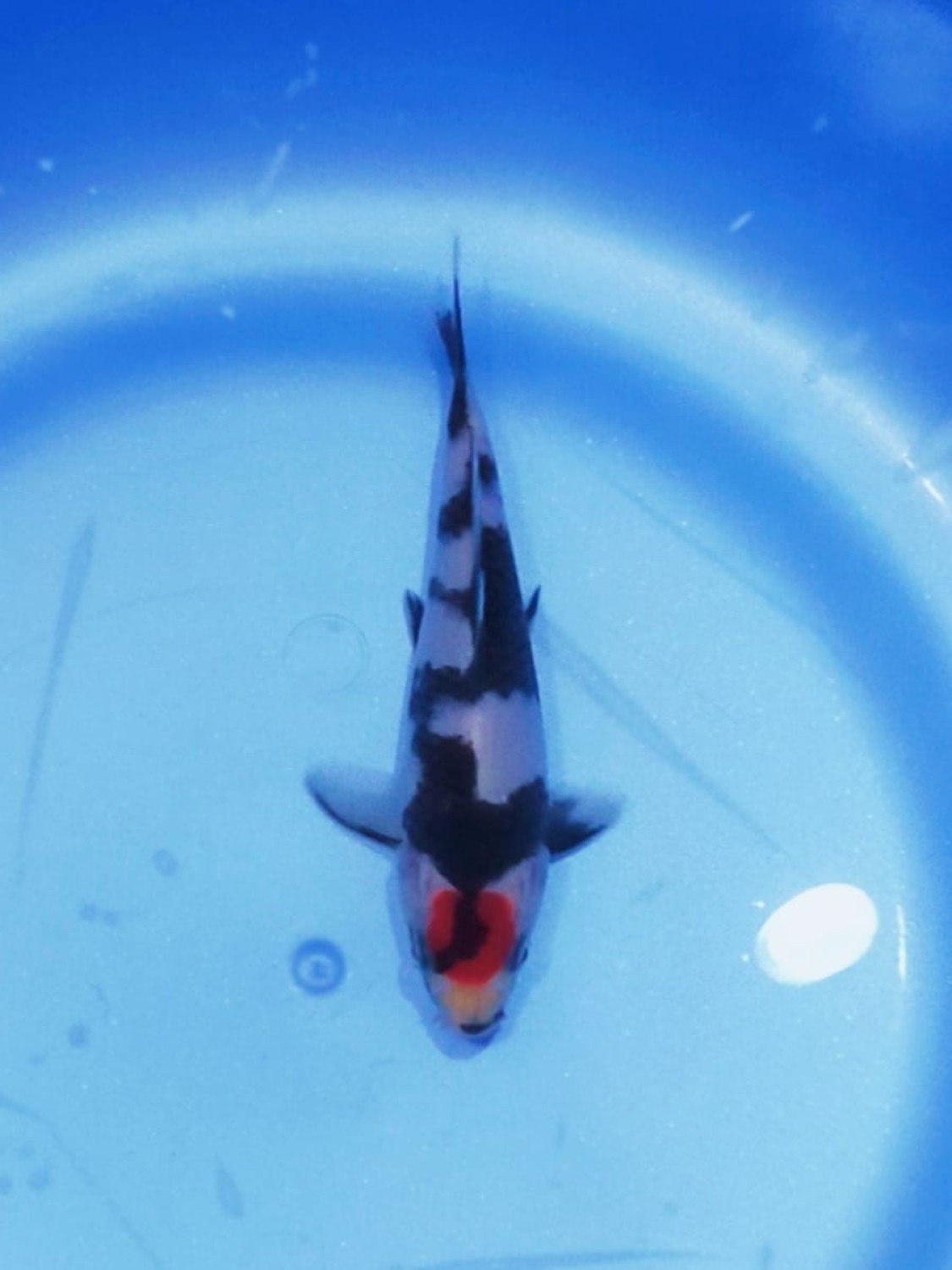 C. Anggrek Prize, 13 - 15 cm