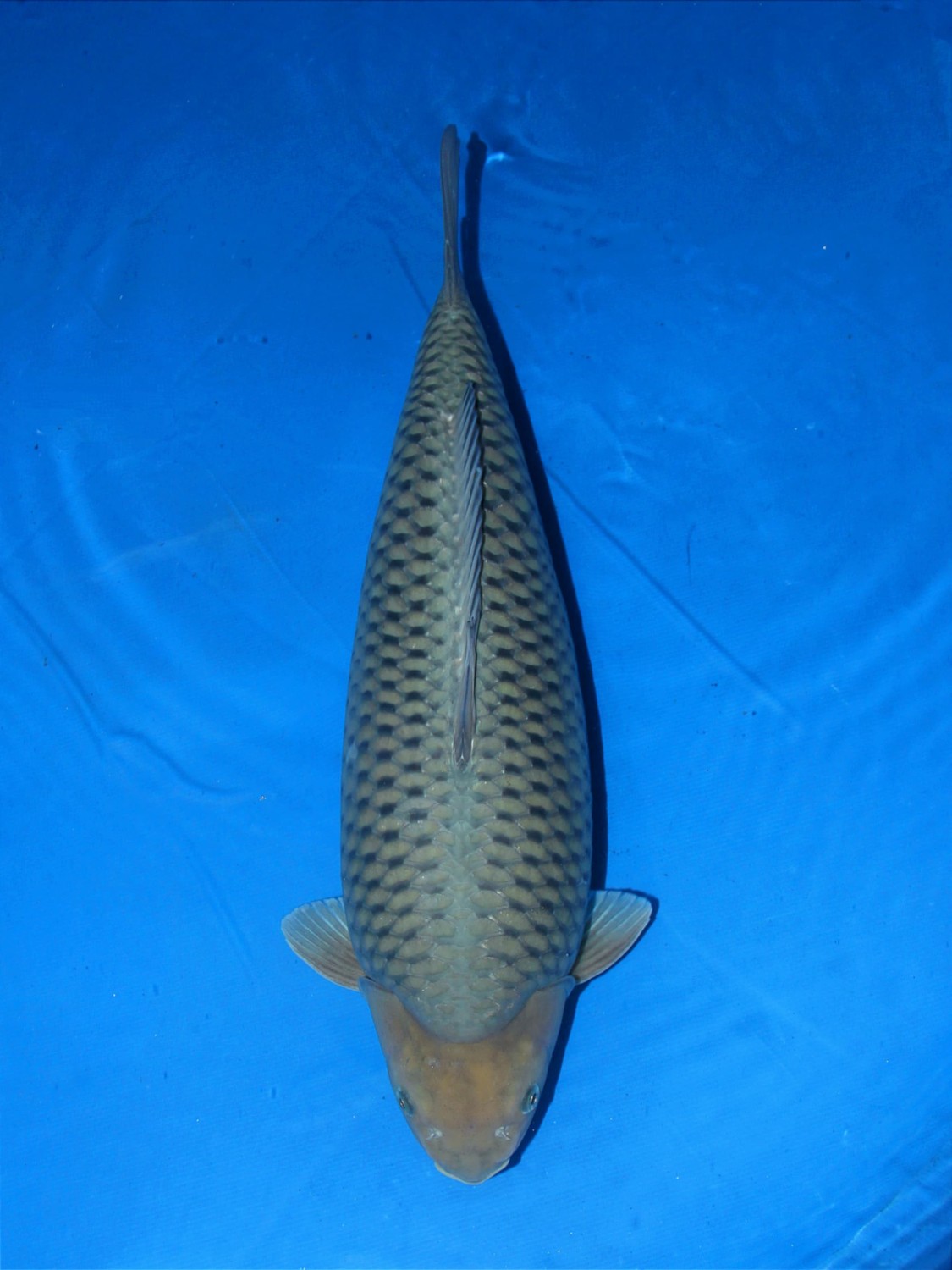Juara 3