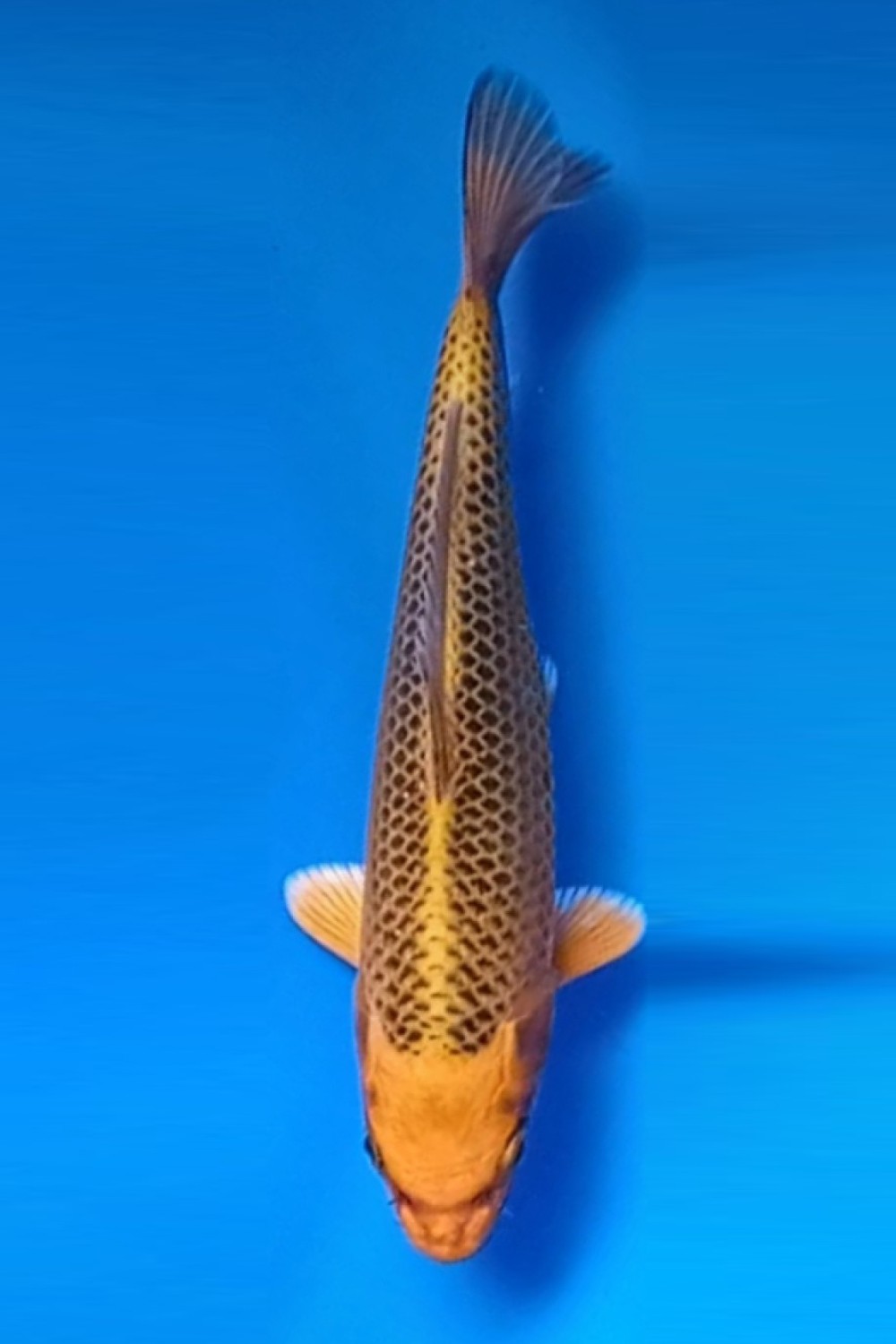 Juara 2