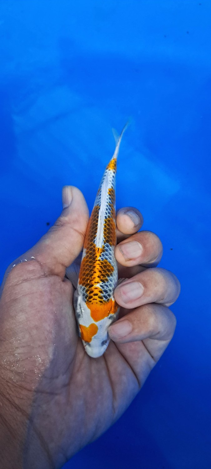 Juara 1
