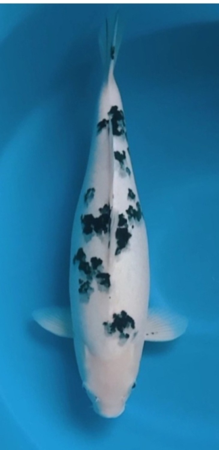 D. Cempaka Prize, 46 - 50 cm