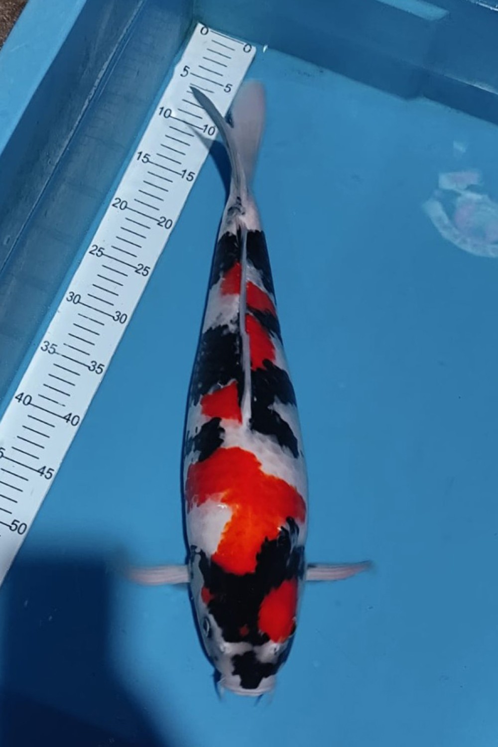A. Best In Size, 46 - 50 cm