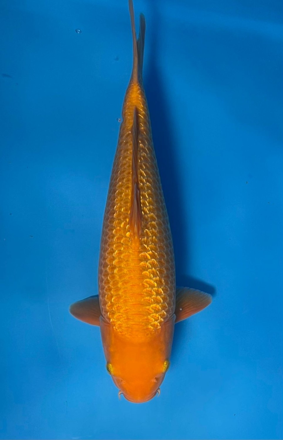 Juara 5