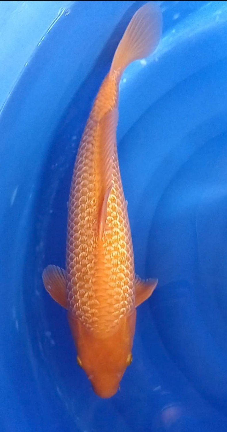 E. Kamboja Prize, 36 - 40 cm
