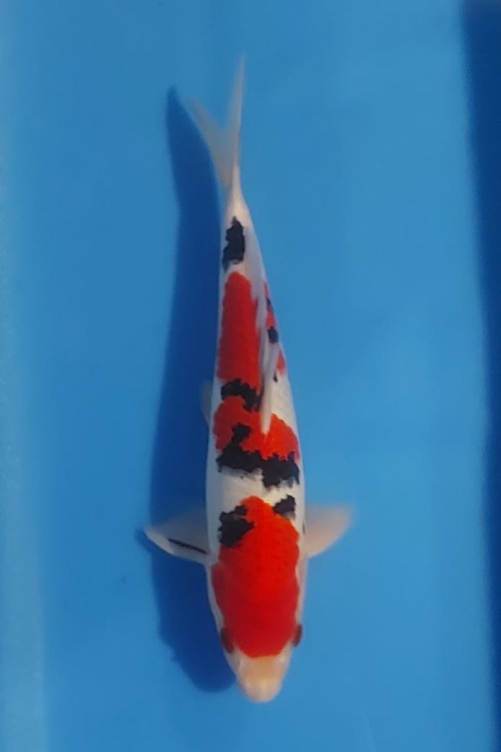 Juara 4