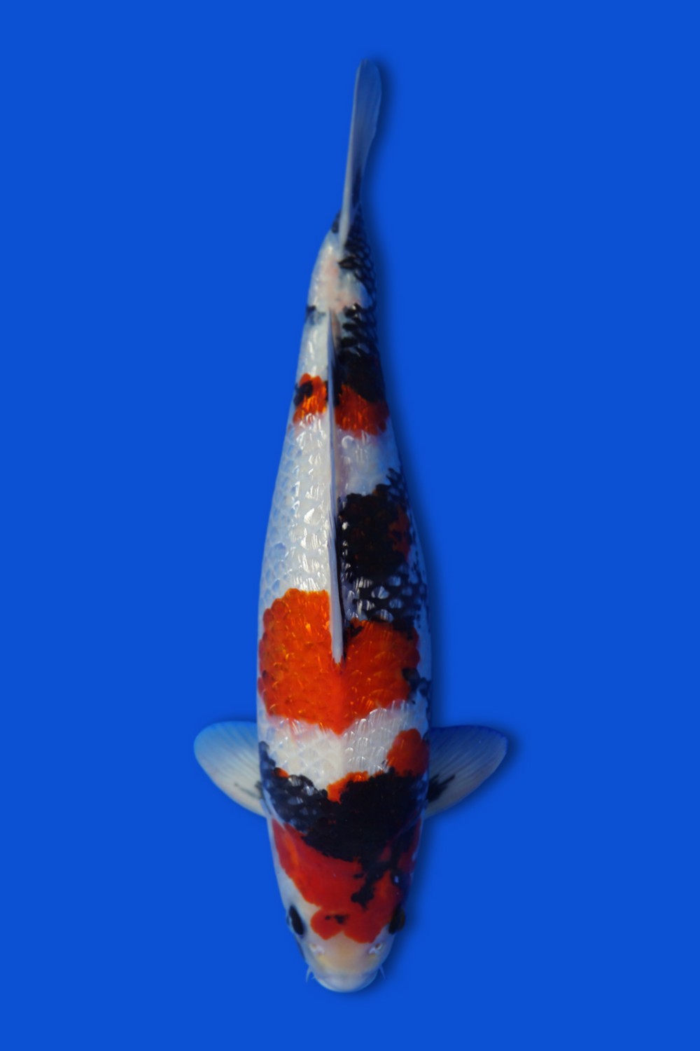 Juara 1