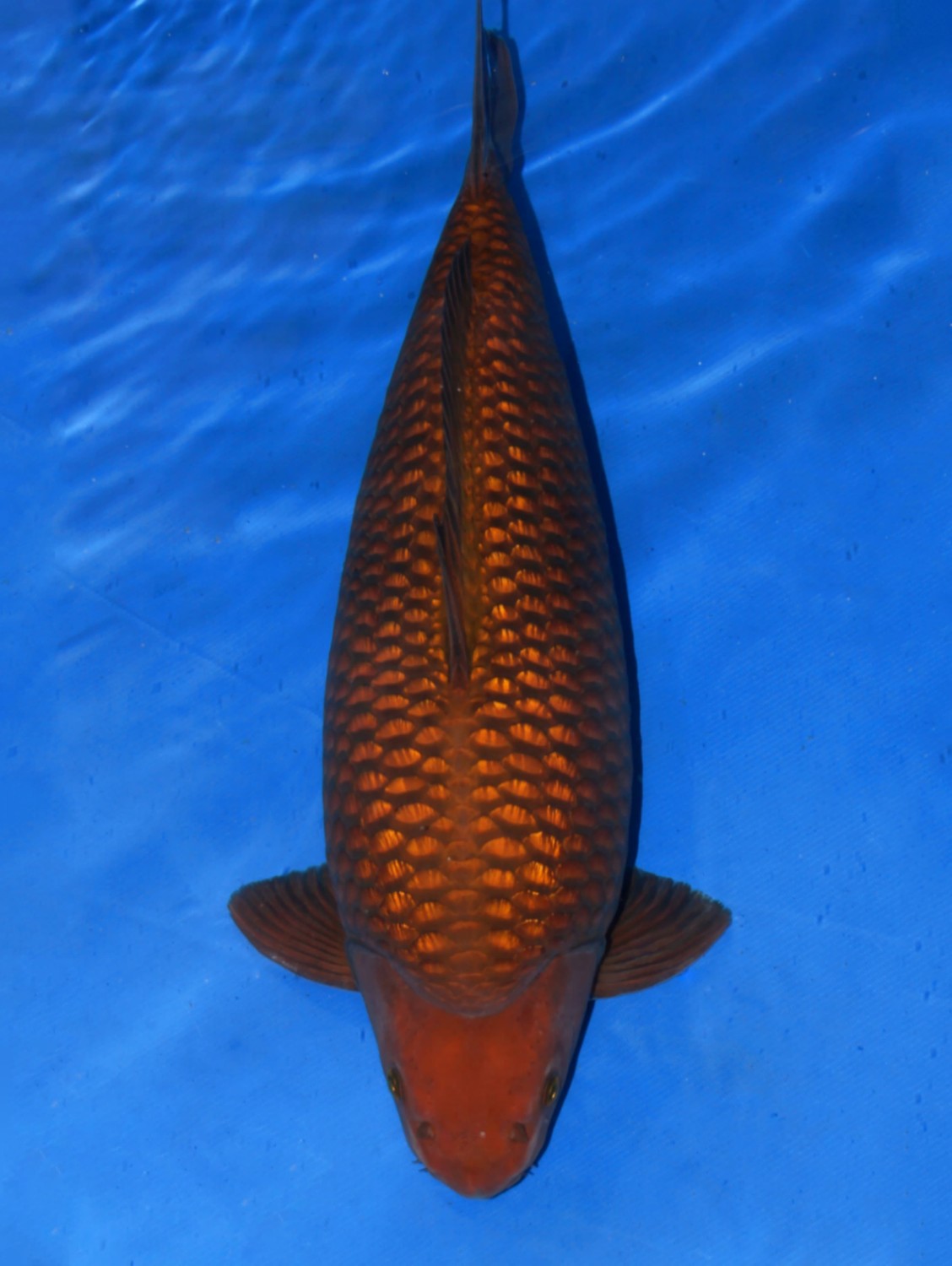 Juara 3