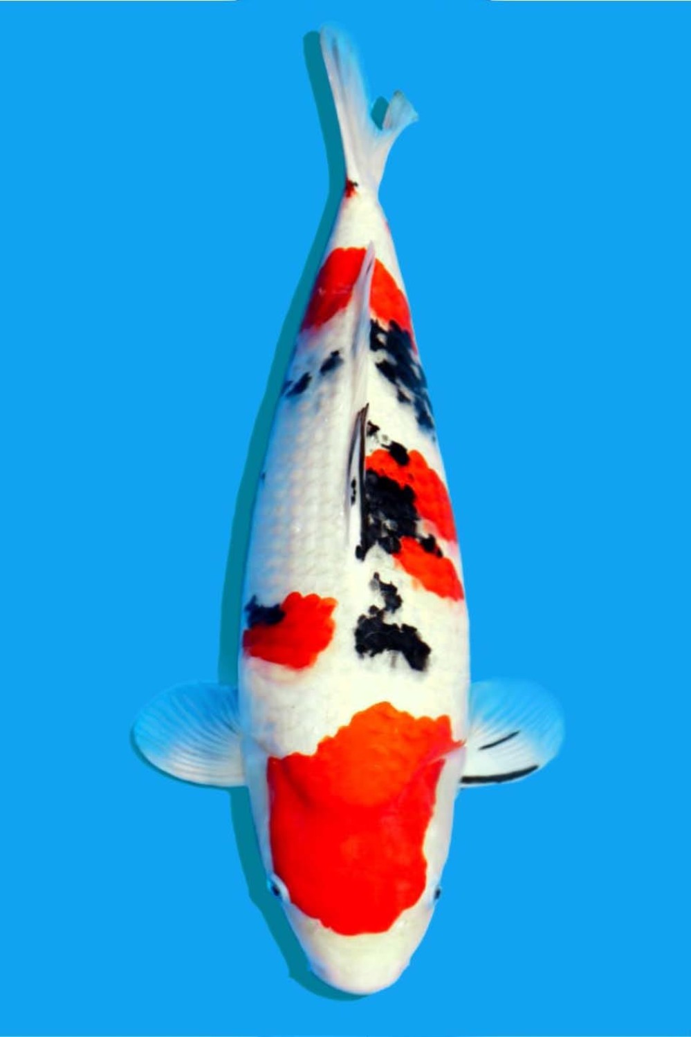 Juara 1