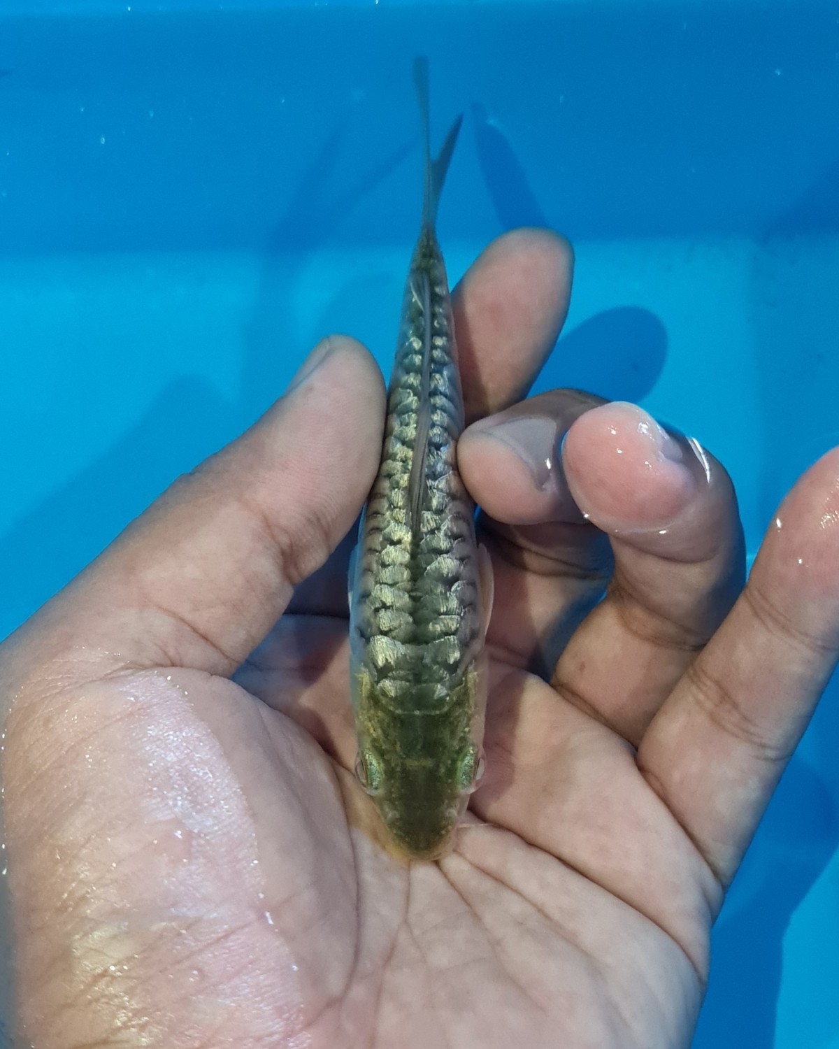 Juara 1