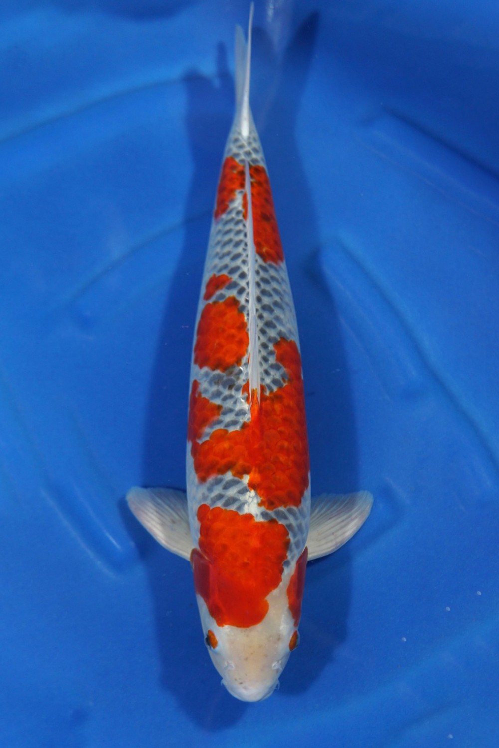 Juara 1