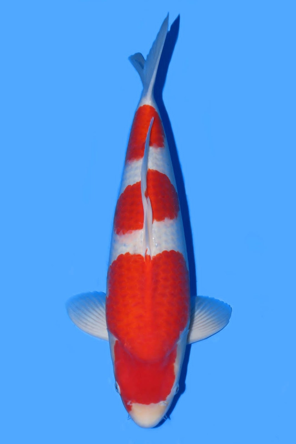 Juara 1