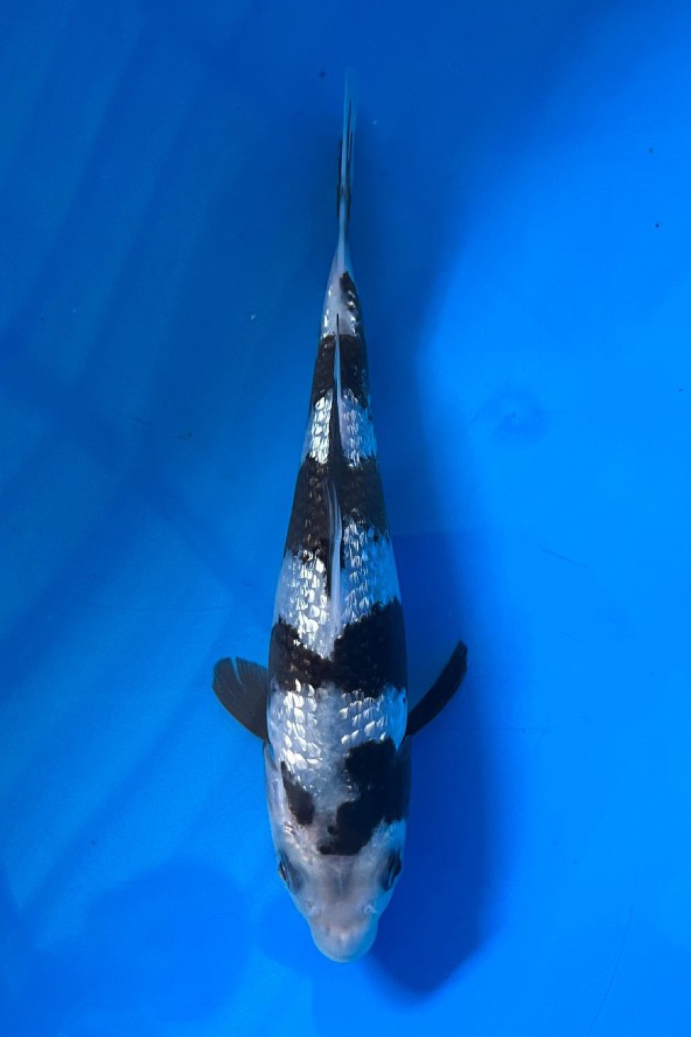 Juara 5