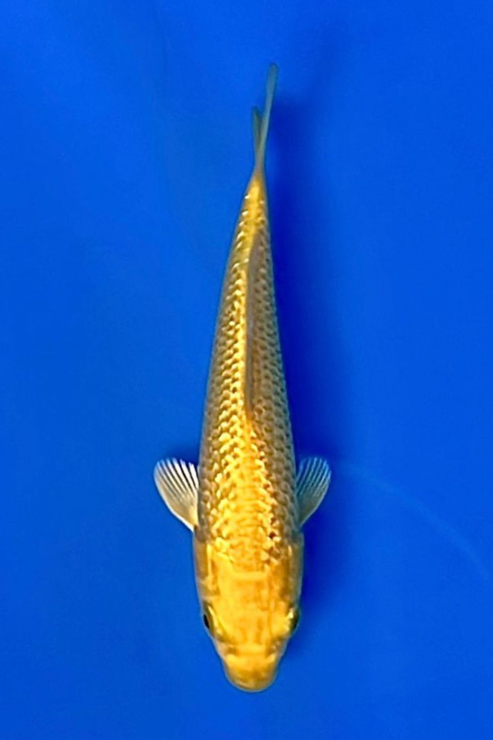 Juara 2