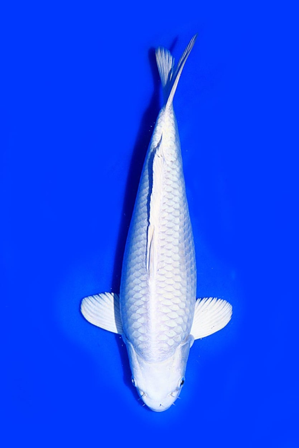 Juara 1