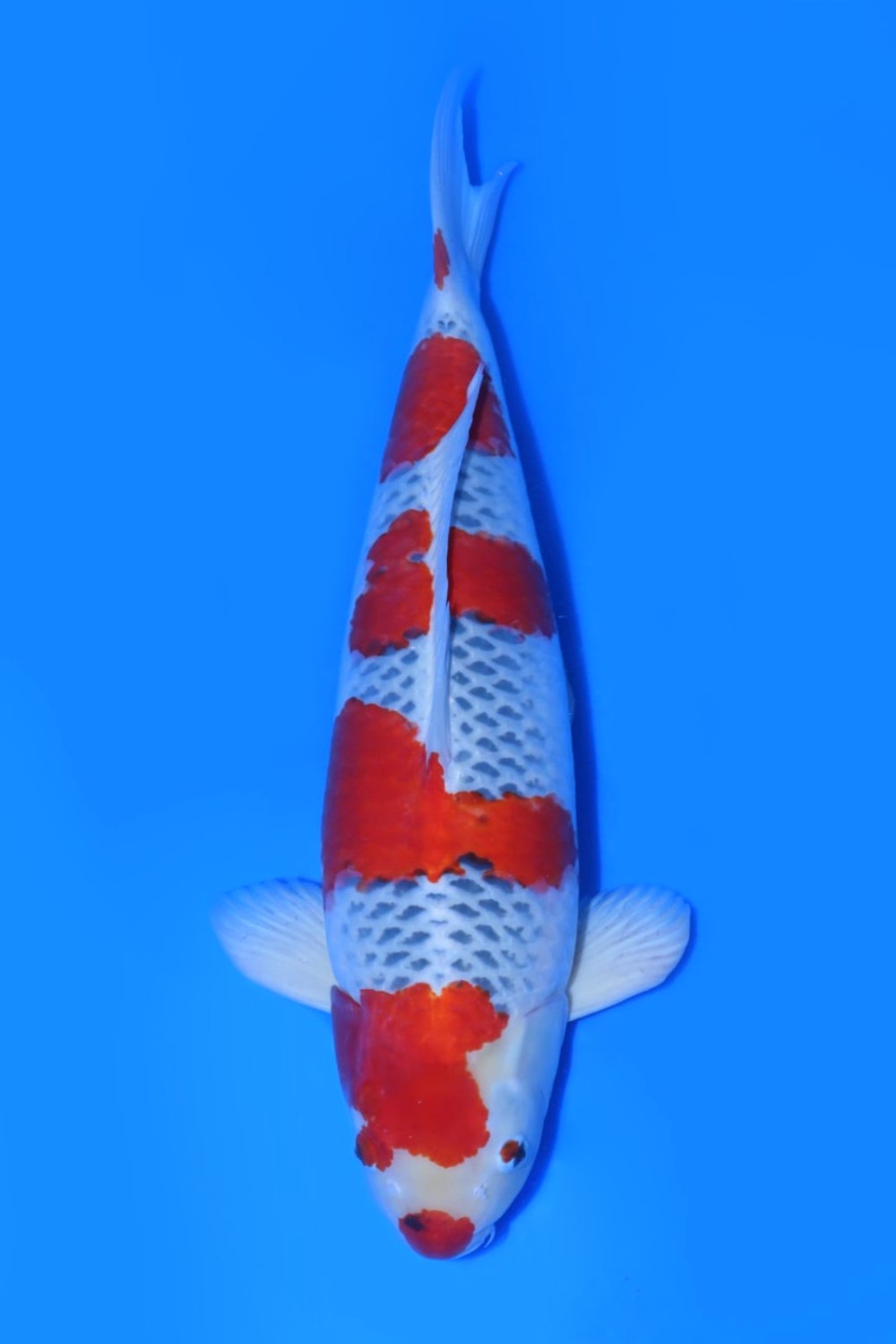Juara 3