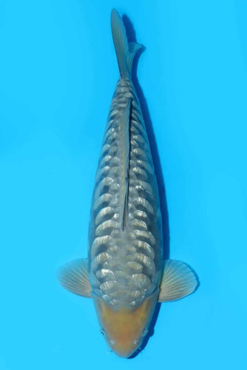 Juara 2