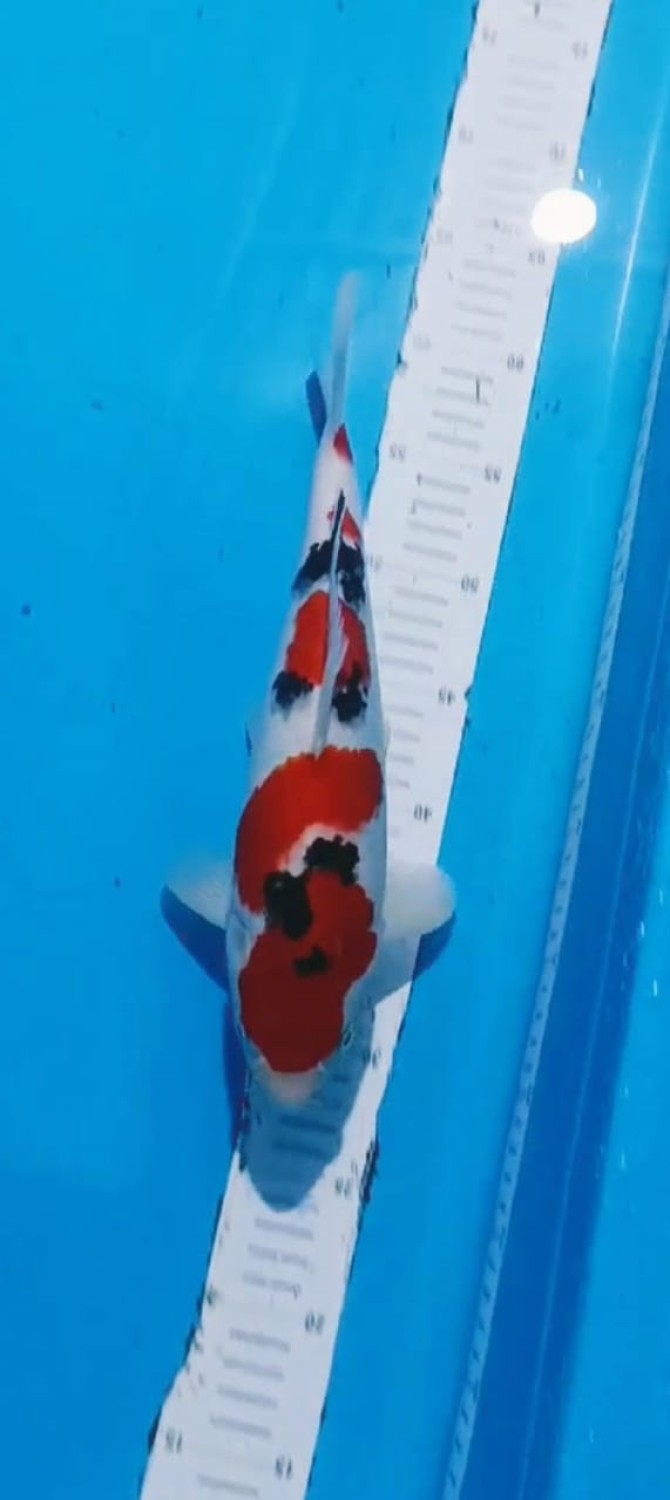 Juara 1