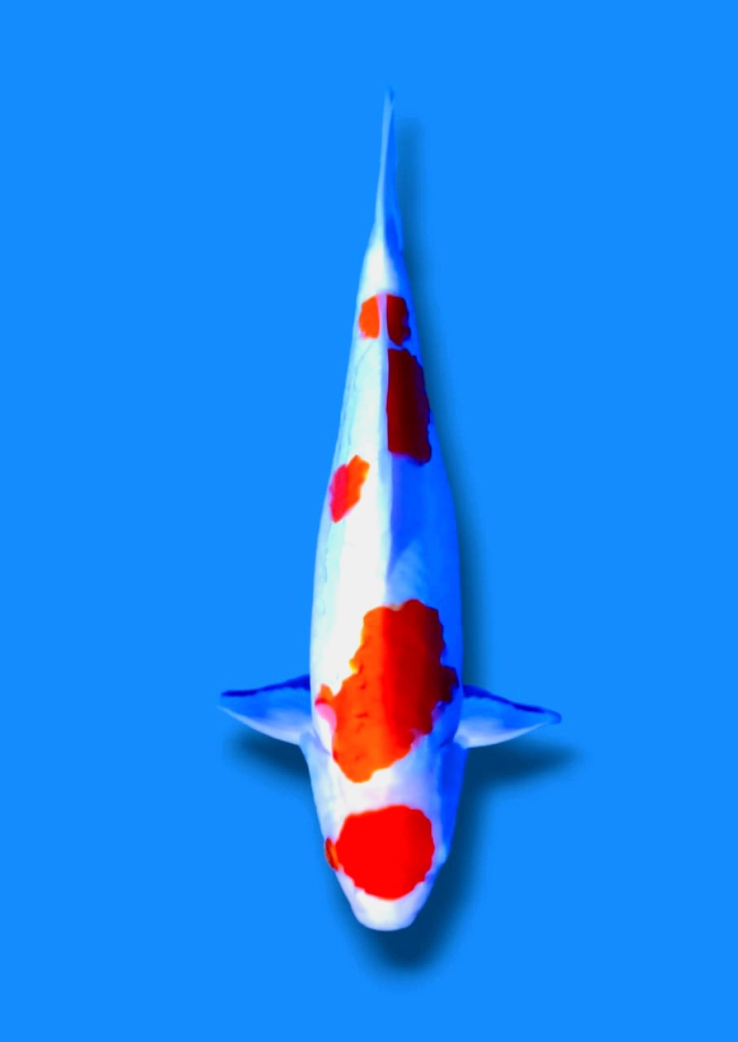 Juara 1