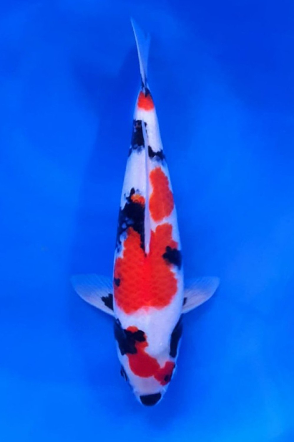 Juara 2