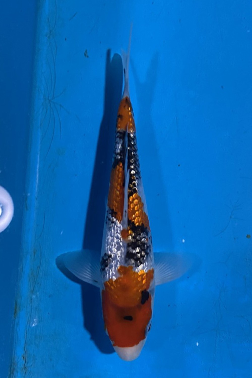 G. Tategoi Prize, 13 - 15 cm
