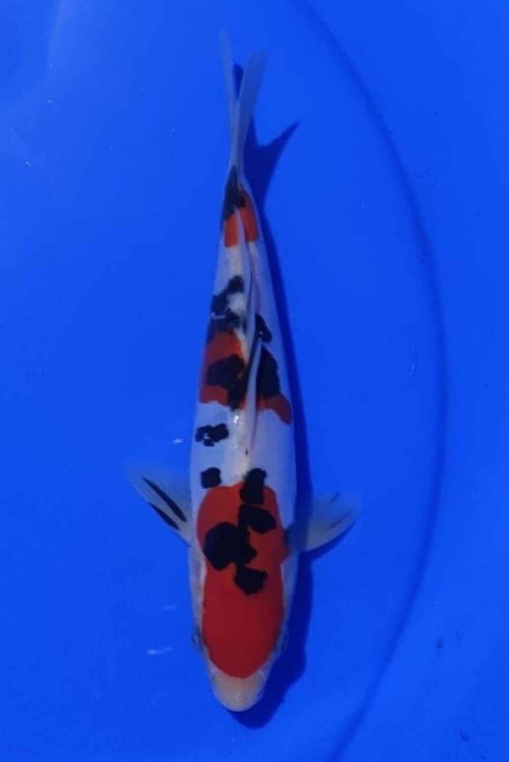 Juara 5