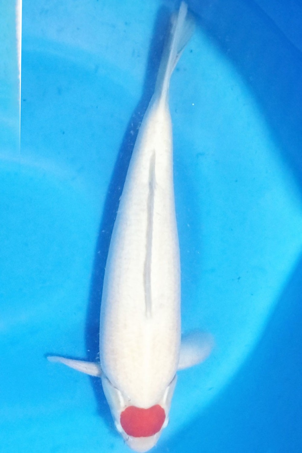 Juara 1