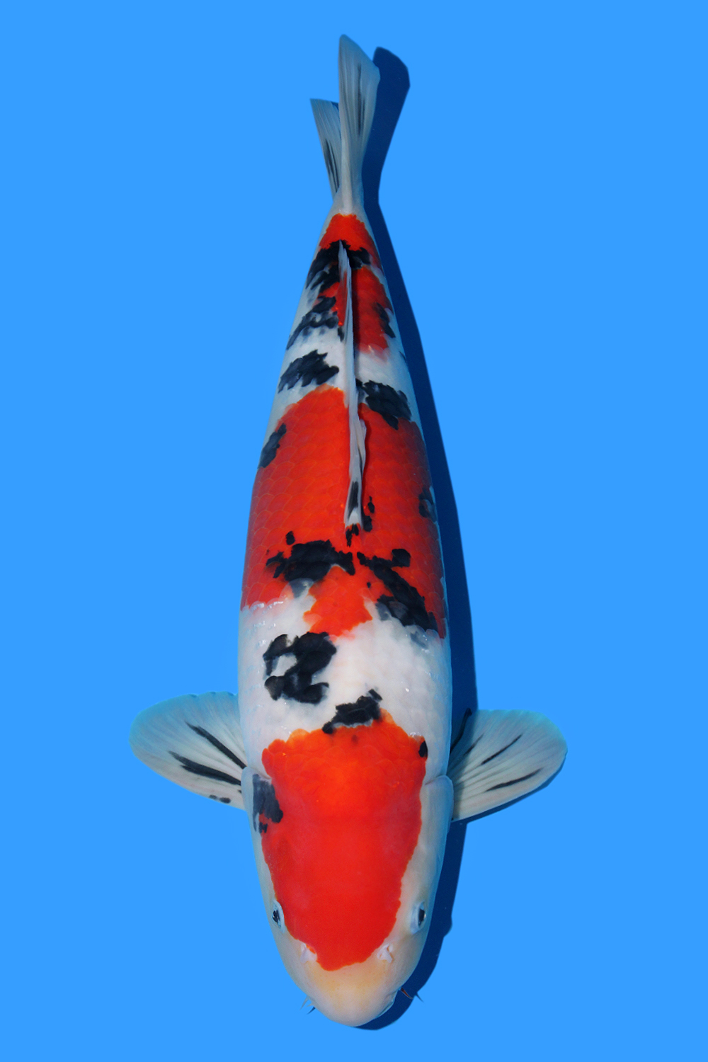 Juara 2