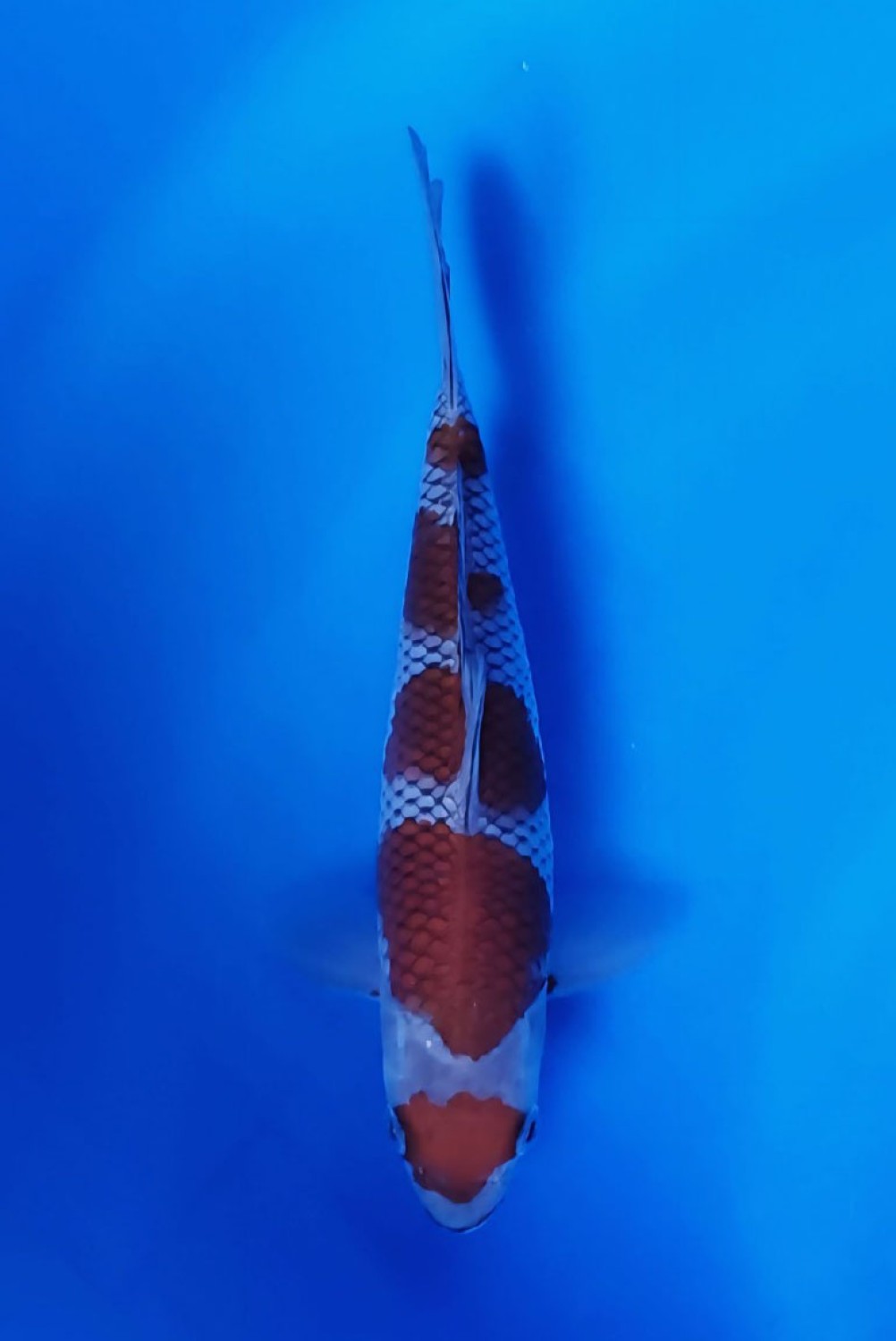 Best In Size B 16 - 20 cm